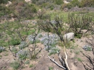 PICTURES/Browns Peak/t_Flowers among burned trees 1.JPG